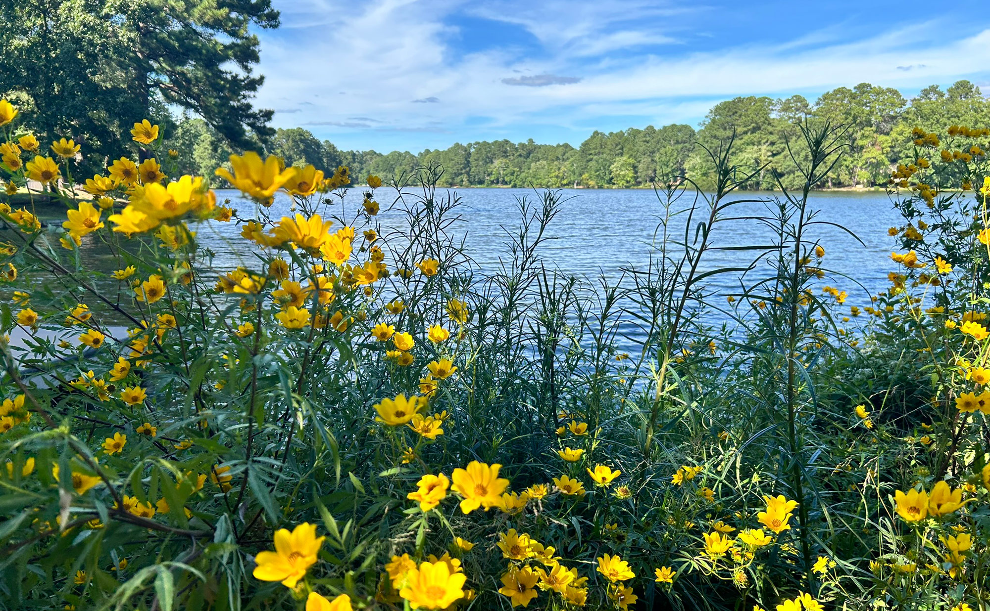View of Parkwood Lake in the Parkwood neighborhood of Durham